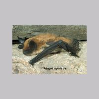 TN_MyoThysanodes_Barbour.jpg