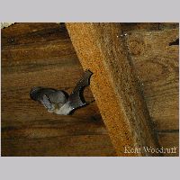 Woodruff_Corynorhinus-townsendii-1.gif